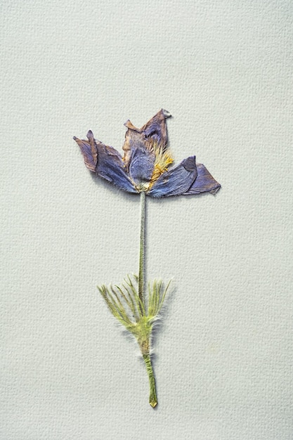 haftowany obrazek roślinny